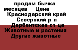  продам бычка. 9 месяцев. › Цена ­ 27 000 - Краснодарский край, Северский р-н, Дербентская ст-ца Животные и растения » Другие животные   